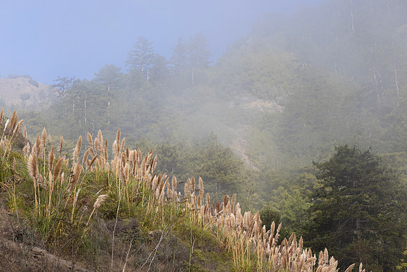 Pampas Grasses, Fog, California Coastline