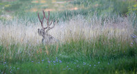 Mule Deer Buck