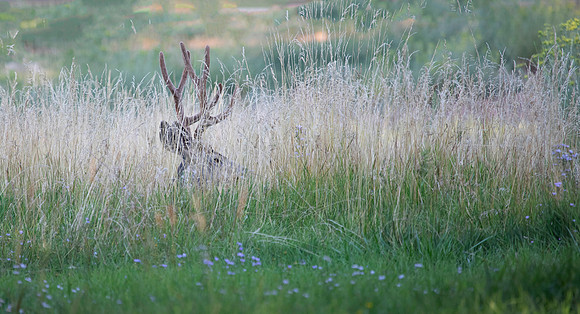 Mule Deer Buck