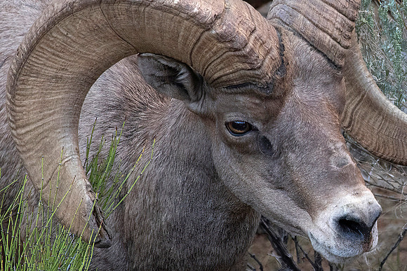 Desert Big Horn Ram