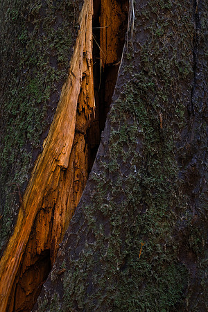 Redwood Trunk, Redwood National Park, CA
