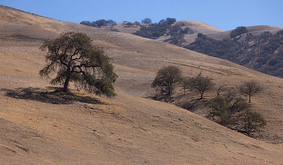 Live Oaks, San Joaquin Valley, CA