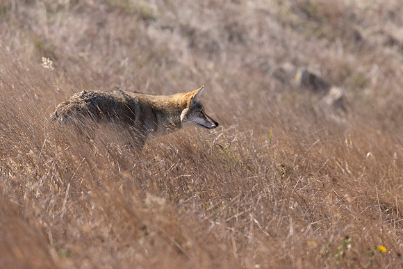 Coyote, Point Reyes National  Seashore, CA