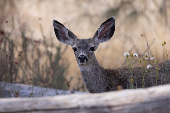 Mule Deer Fawn, Pinnacles NationalPark, CA