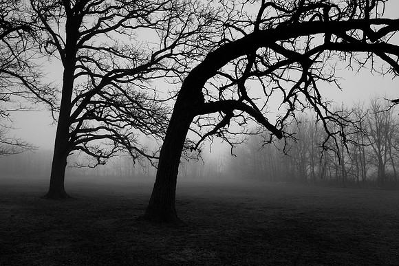 Bent Oak, Fog, Kane County Forest Preserve, IL