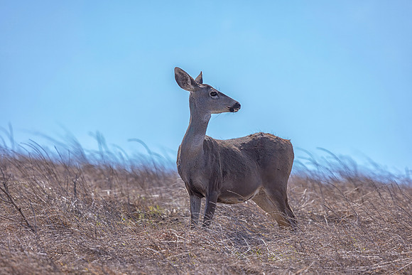 Mule Deer, Point Reyes National Seashore, CA