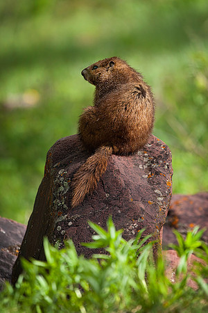 Yellow-Bellied Marmot