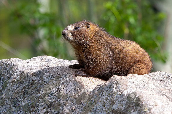 Yellow-Bellied Marmot