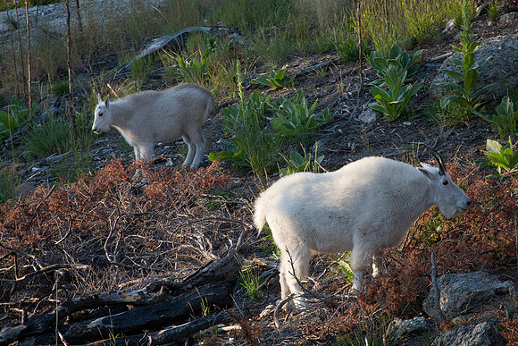 Mountain Goat Ewe and Kid