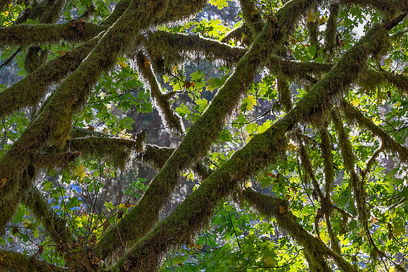 Moss, Redwood National Park, CA
