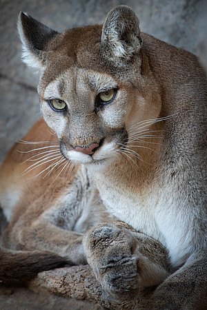 Mountain Lion (Captive)
