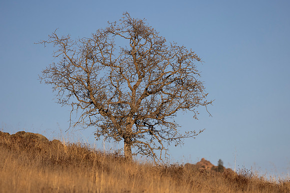Pinnacles National Park, CA