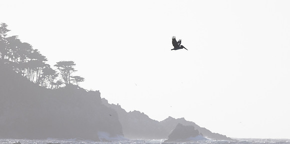 Pelican in Flight, Monastery Beach, CA