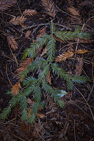 Redwood Frond, Redwood National Park, CA