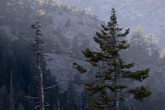 Emerald Bay Forest, Lake Tahoe, CA