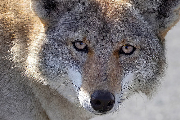Coyote, Point Reyes National  Seashore, CA