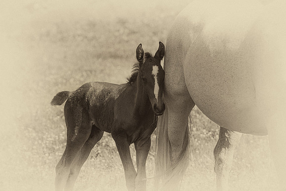 Young Colt