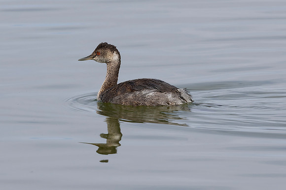 Eared Grebe, Mono Lake, CA