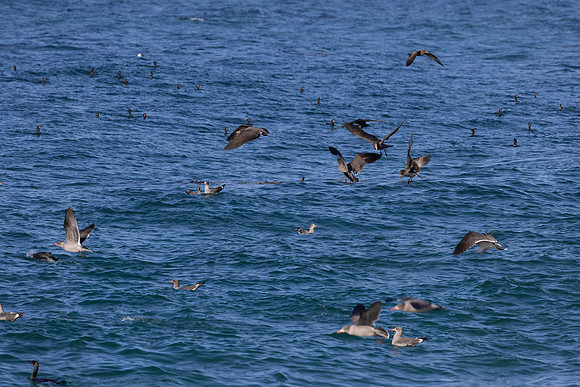 Pelicans, Gulls and Cormorants, Monastery Beach, CA