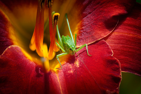 Katydid on Baja Daylily