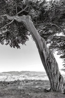 Monterey Cypress, Point Reyes National Seashore, CA