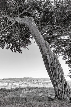 Monterey Cypress, Point Reyes National Seashore, CA