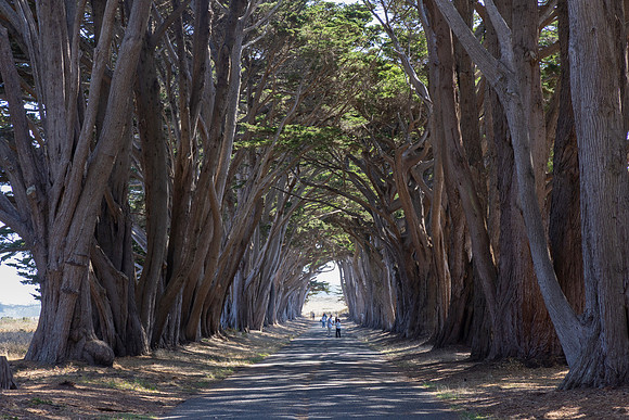 Monterey Cypress, Point Reyes National Seashore, CA