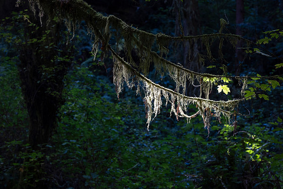 Moss, Redwood National Park, CA