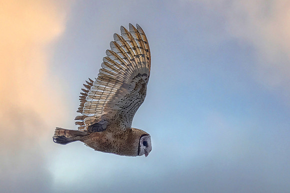 Barn Owl in Flight, Point Reyes National Seashore, CA