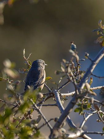 Western Bluebird, Female, Pinnacles National Park, CA