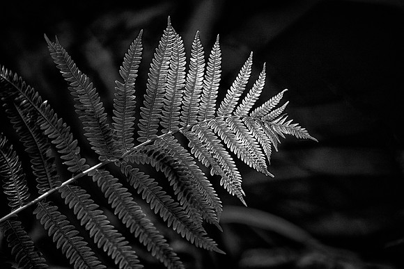 Fern, Anderson Gardens, Rockford, IL