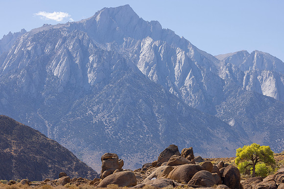 Cottonwood with Lone Pine Peak, Alabama Hills, Lone Pine, CA