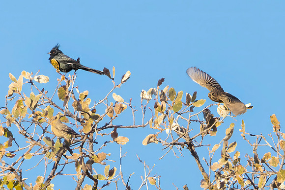 Phainopepla, Pinnacles National Park, CA