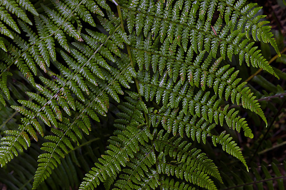 Fern, Redwood National Park, CA