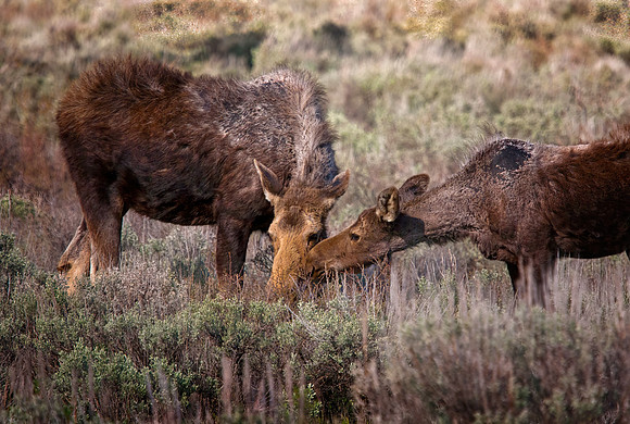 Cow Moose and Yearling
