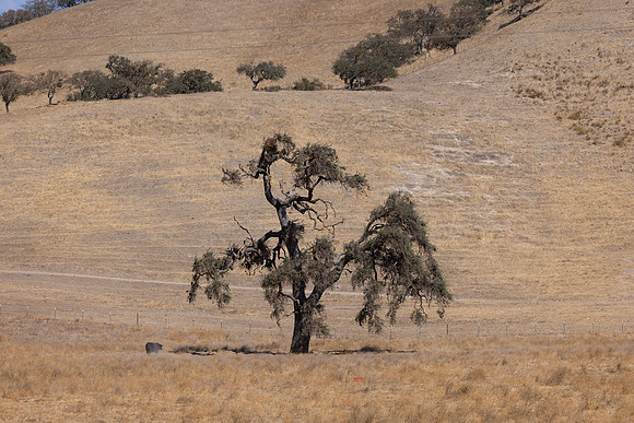Live Oaks, San Joaquin Valley, CA