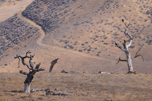 Bald Eagle Atop Dead Live Oak, San Joaquin Valley, CA