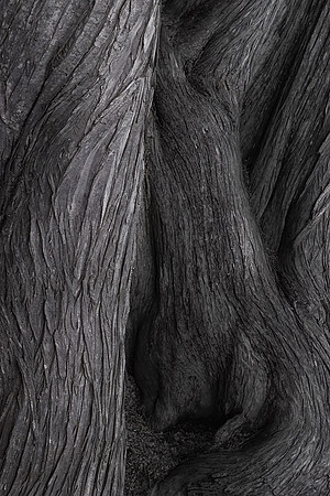 Monterey Cypress, Point Reyes National Seashore, CA