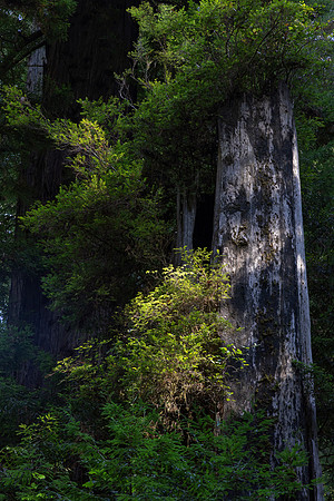 Sun Shafts, Redwood National Park, CA
