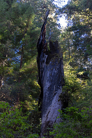 Sun Shafts, Redwood National Park, CA