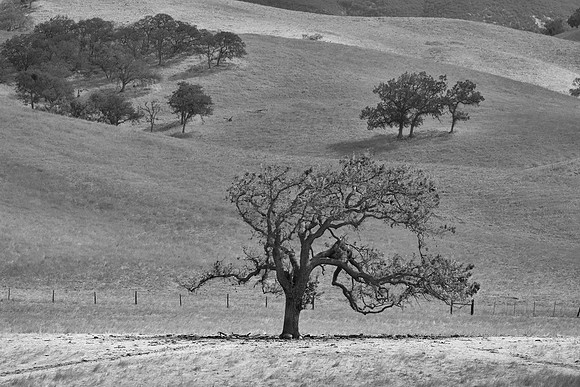 Live Oaks, San Joaquin Valley, CA