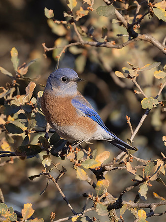 Western Bluebird, Male, Pinnacles National Park, CA
