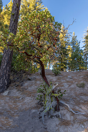 Manzanita Tree, Manzanita Lake, Lassen Volcanic National Park, CA