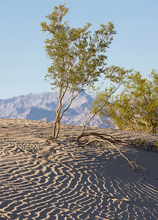 Mesquite Dunes, Death Valley National Park, CA