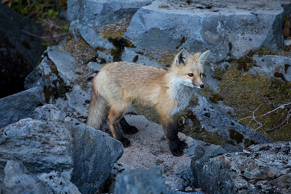 Cascade Fox - Red Phase