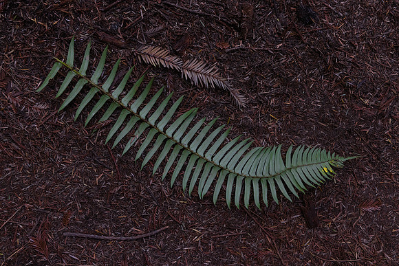 Fern, Redwood National Park, CA