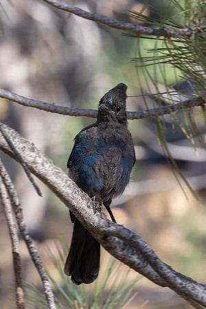 Stellar Jay, Lassen Volcanic National Park, CA