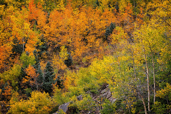 Autumn Color. Colorado Rocky Mountains, CO