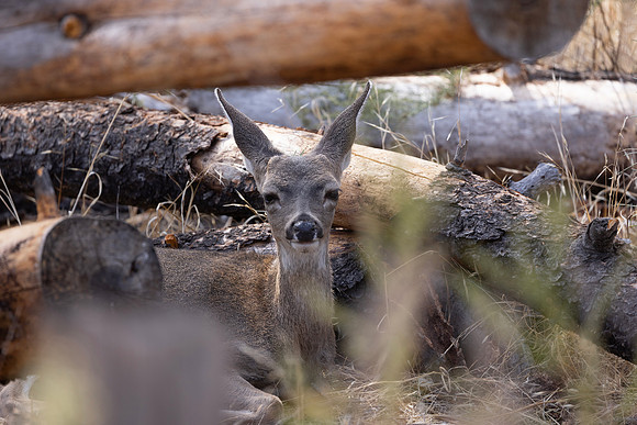 Mule Deer Fawn, Pinnacles NationalPark, CA