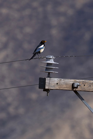Yellow-Billed Magpie, San Joaquin Valley, CA